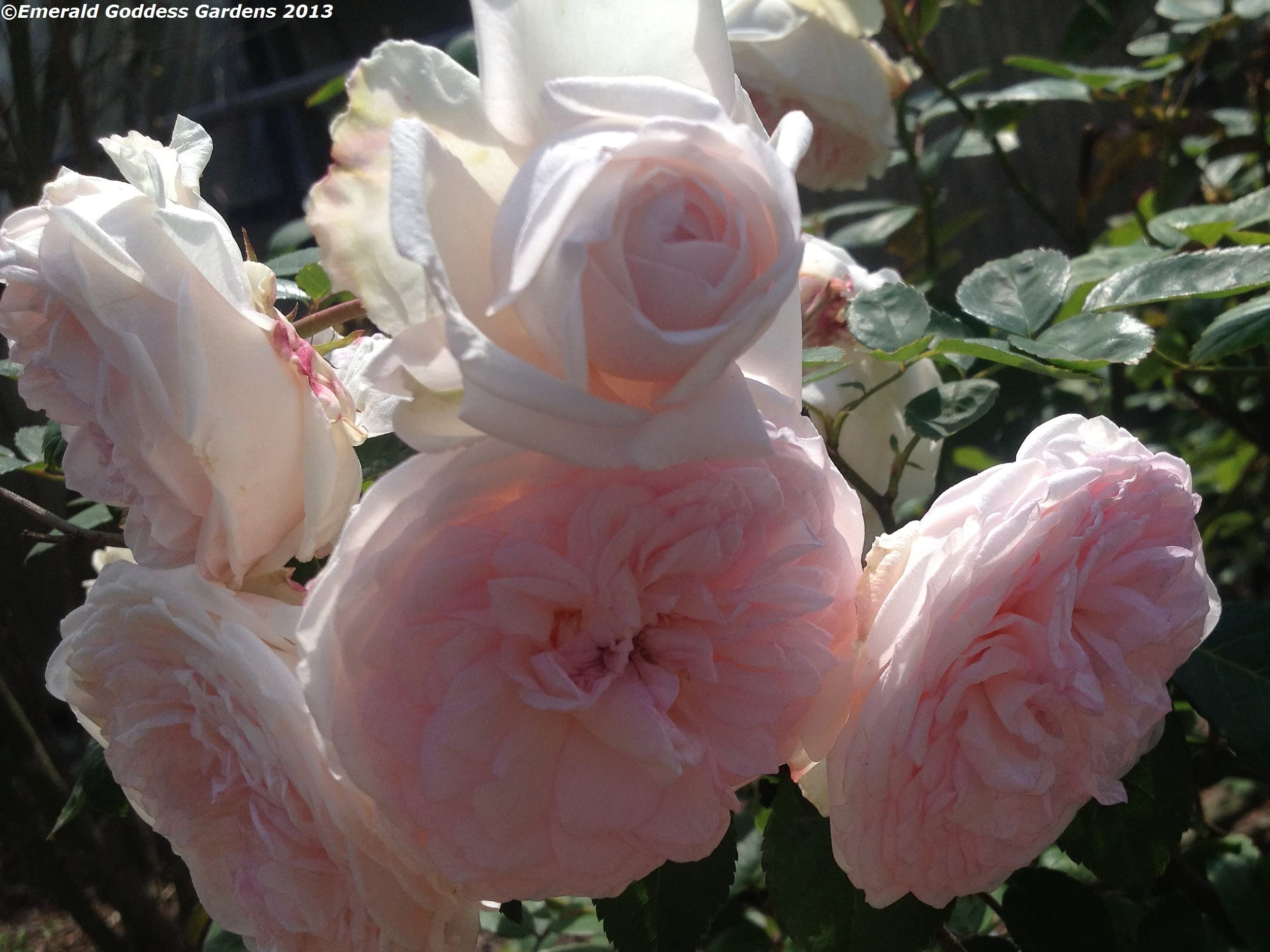 Amazon.com : Clotilde Soupert Rose Bush - Antique Heirloom Rosa